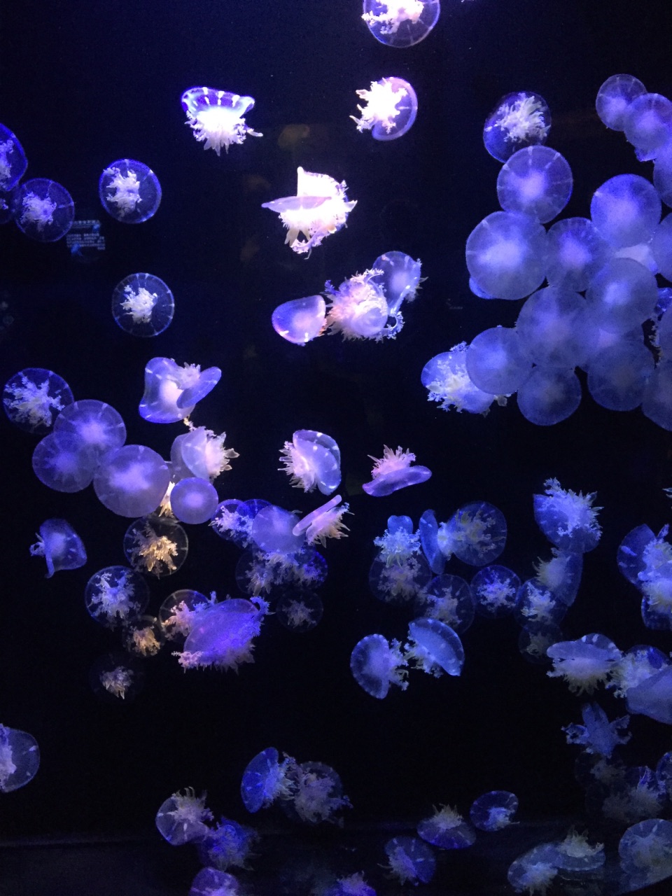 迪拜的水族馆对比_迪拜mall水族馆票价_迪拜馆对比水族馆的区别