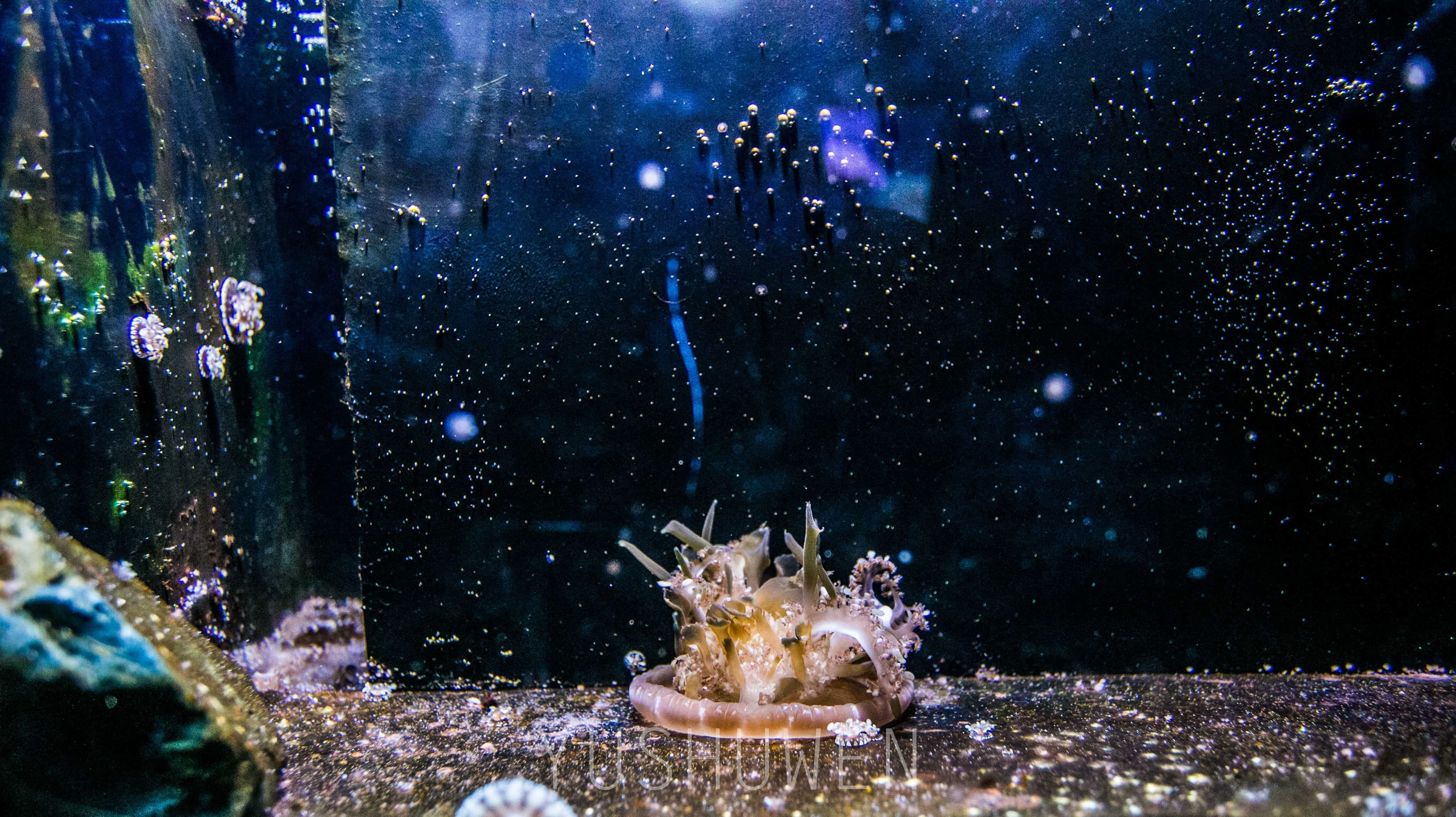 迪拜馆对比水族馆的区别_迪拜mall水族馆票价_迪拜的水族馆对比