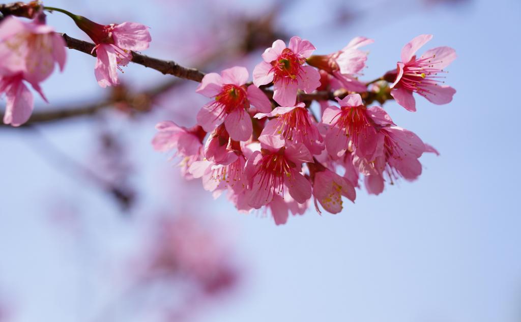 樱花动漫风景图片_动漫风景图片樱花_樱花动漫风景壁纸