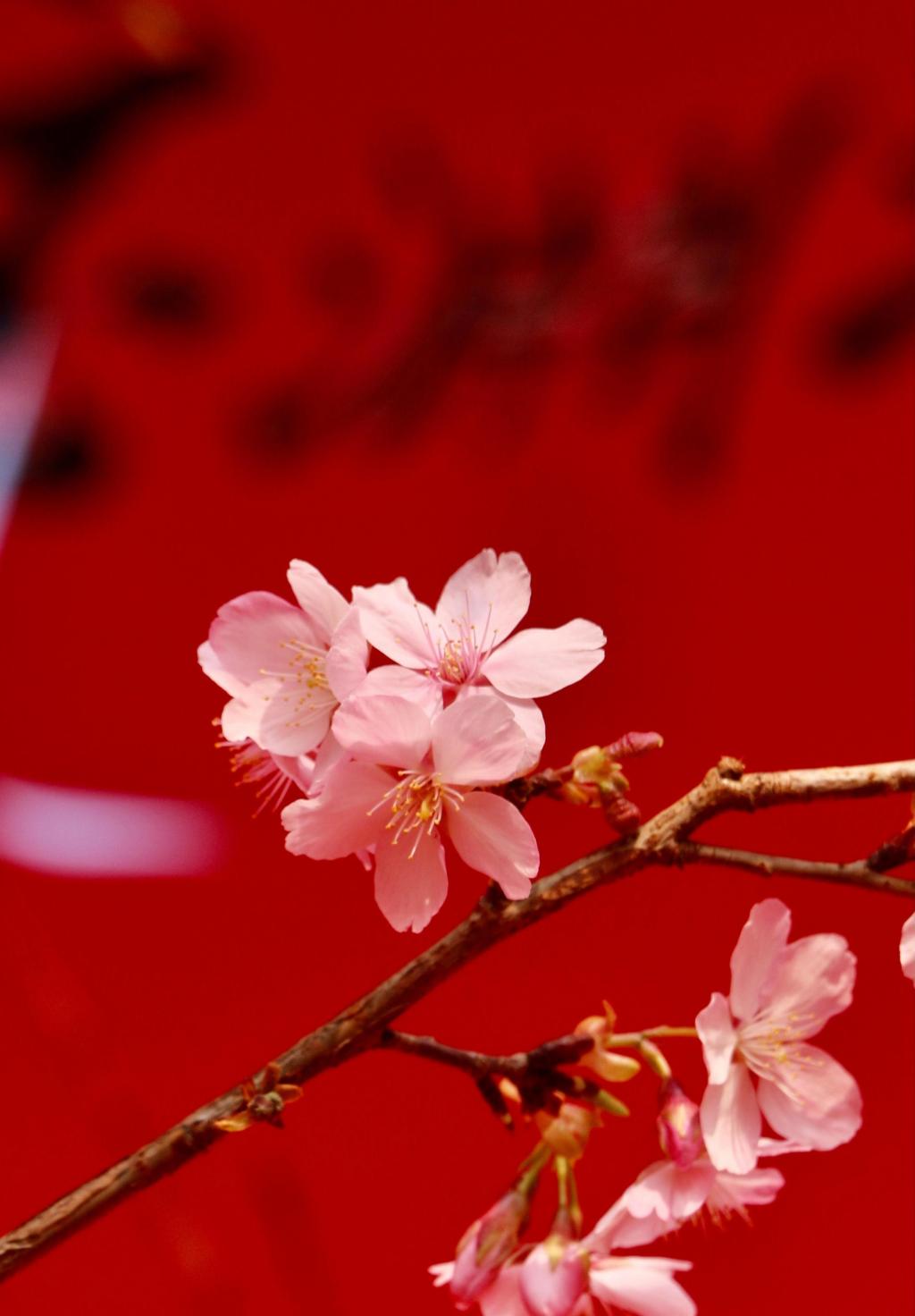 动漫风景图片樱花_樱花动漫风景壁纸_樱花动漫风景图片