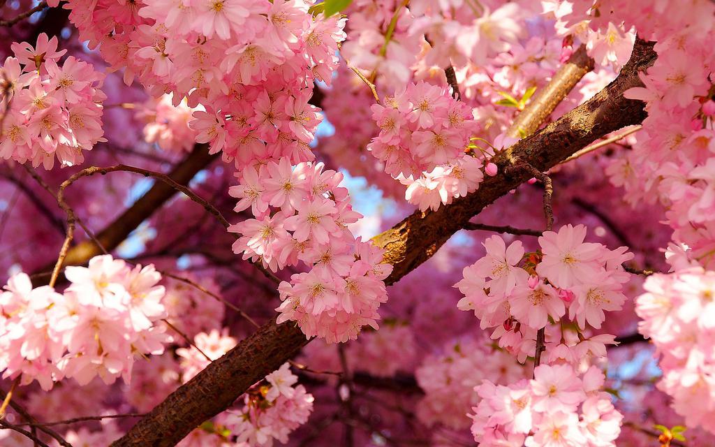 动漫风景图片樱花_樱花动漫风景壁纸_樱花动漫风景图片