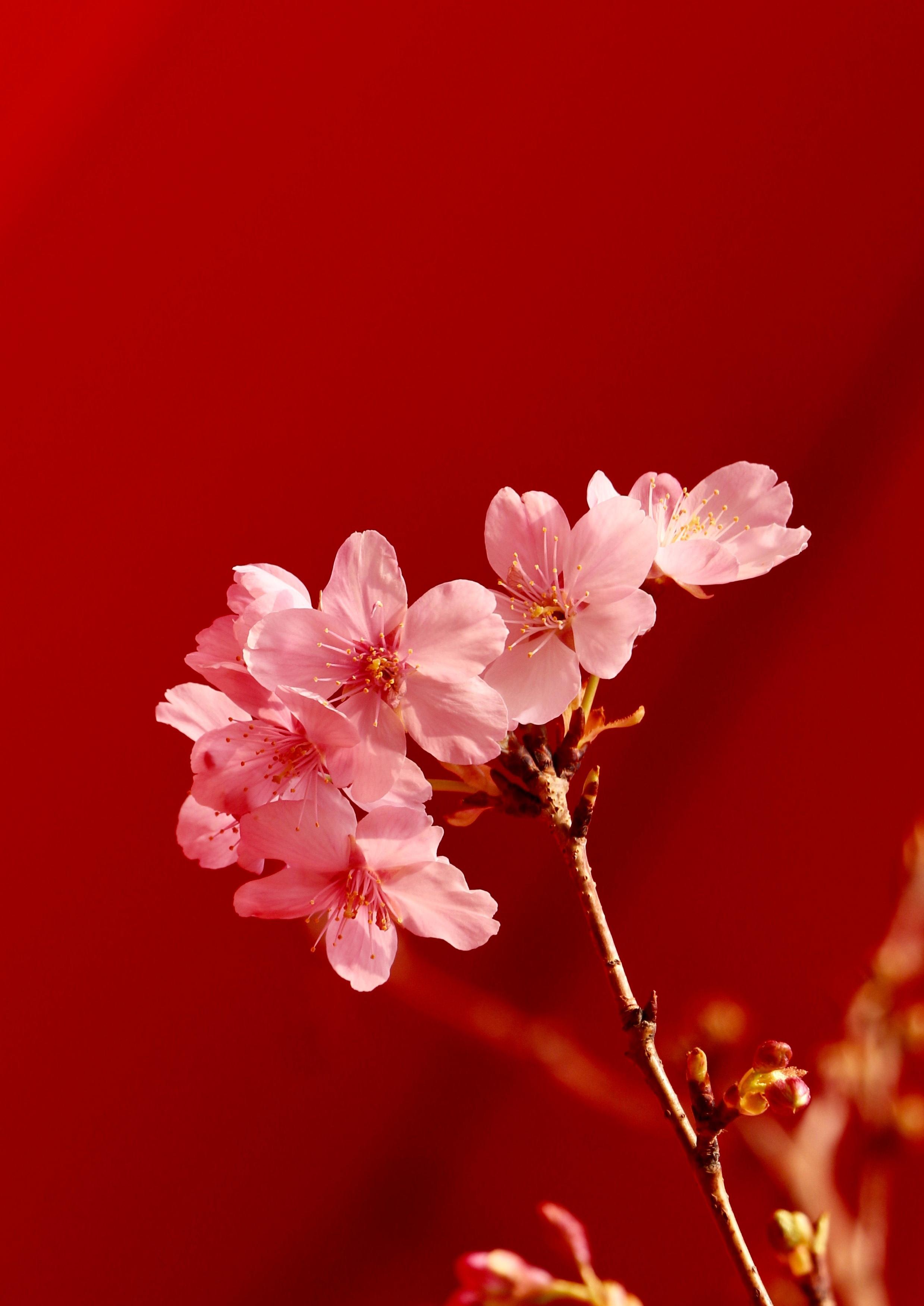 樱花动漫风景图片_动漫风景图片樱花_樱花动漫风景壁纸