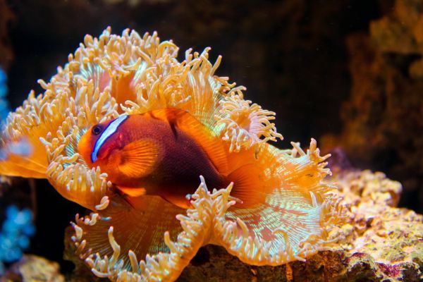 海南捡贝壳_在海南捡的贝壳可以上飞机吗_海口哪里可以捡到贝壳