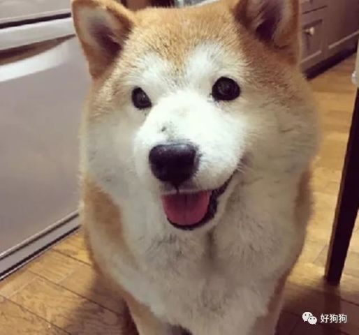 肌肉柴犬